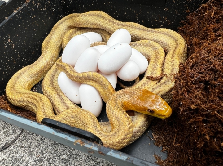 Yellow Rat Snake